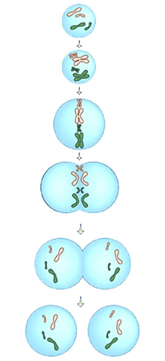 A mitózis Számtartó vagy fonalas osztódás. A mitózis a testi sejtek osztódási módja, növényeknél és állatoknál egyaránt. Csak eukariótákra jellemző.