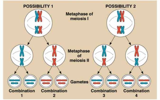 A meiózis profázisában történik, a homológ kromoszómák egy-egy kromatidája között. 2. Az interkromoszómális független rekombináció.