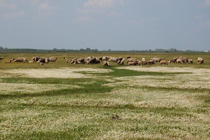 mind botanikai, mind tájökológiai szempontból, ezért a magasabb szintű jogi védelem javasolt. Lasius nitidigaster. Foto: April Nobile Copyright AntWeb.org, 2000-2009.