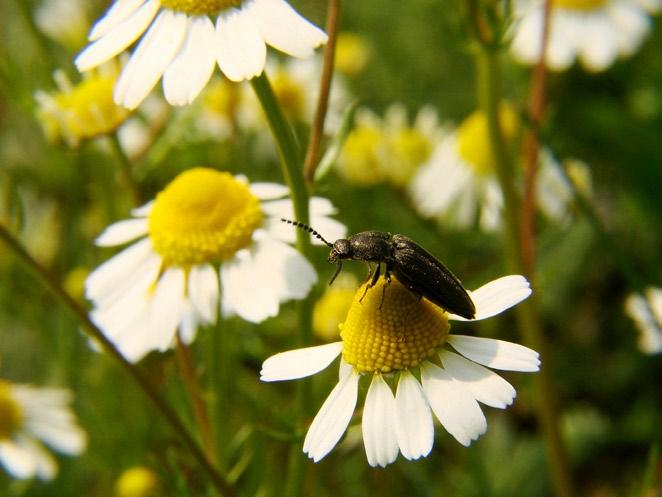 valoroase, atât din punct de vedere botanic cât şi din punctul de vedere al peisajului, astfel încât sugerăm întărirea protecţiei acestora pe baze legale.