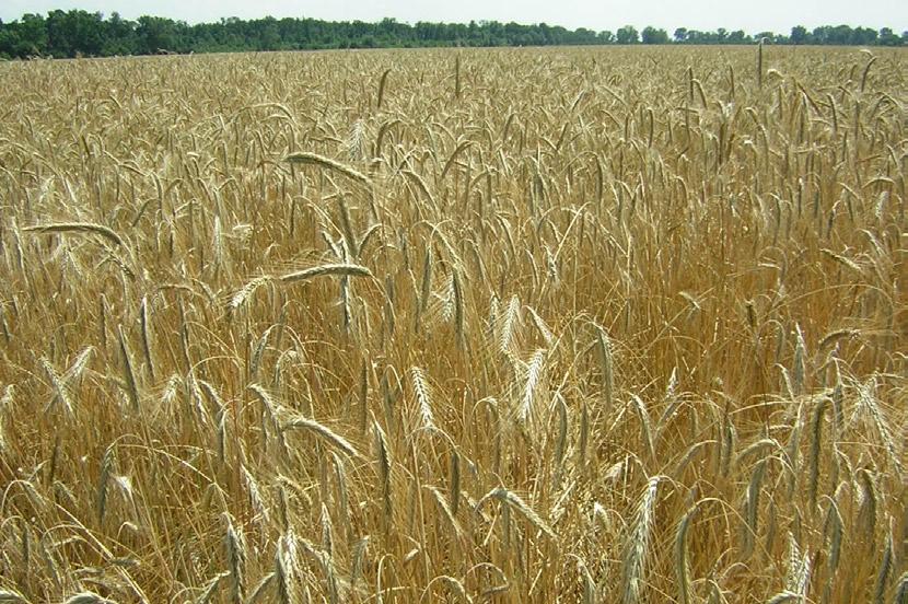 ministraţia suprafeţelor direct de la cooperativă. Majoritatea luncii inundabile din zona dig-râu au rămas în proprietatea statului. După 2004 zona aparţine reţelei ecologice Natura 2000.