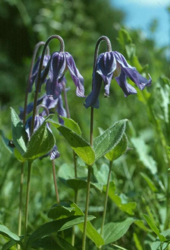 tip caracteristic maghiar de fermă. Au menţionat de asemenea alte moşteniri culturale şi spirituale ale mediului natural. Recreaţia şi turismul sunt menţionate frecvent.