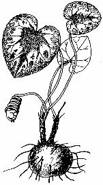 321 SOÓ R. (1934): Vas megye szociológiai és florisztikai növényföldrajzához. - Vasi Szemle 1: 105-134. SOÓ R. (1964): A magyar flóra és vegetáció rendszertani - növényföldrajzi kézikönyve I.