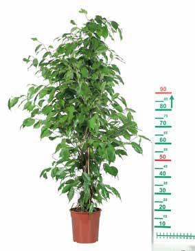 45 cm Cserép átmérője: 21 cm 799 1 csokor TULIPÁN- / RÓZSACSOKOR *A