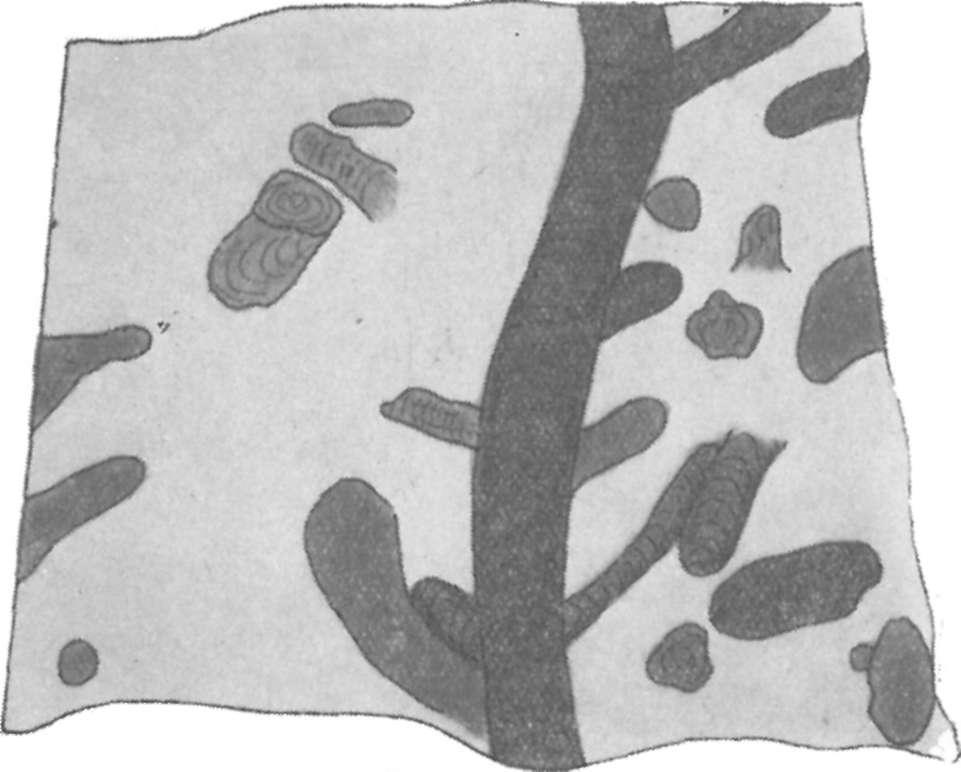 sandstone cemented by clay and silica. Natural size 4. ábra. 1 2.