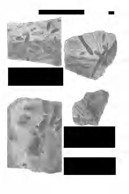 D и d г с h H a l á s z : Öséletnyomok 453 y. ábra. I., 2. és3. típus. I,itér-5, 83 m.