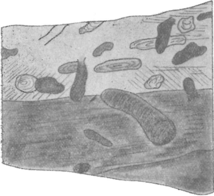 diszkordanciával. Természetes nagyság Fig. y. Types I., 2. and 3. Wtér-5, 83 m.