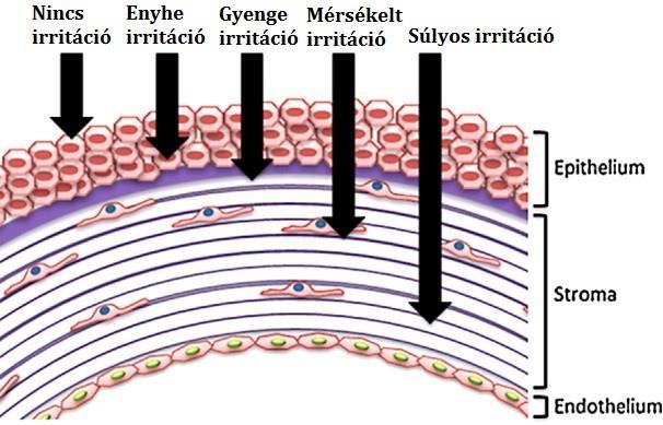 hanem az is, hogy anyagcseréje nagyon lassú (Süveges, 2015). A sérült terület reverzibilitása függ a sérülés mélységétől (Eskes és mtsai., 2005). 2. ábra: A szaruhártya érintett rétegei a szemirritáció során (Wilson és mtsai.
