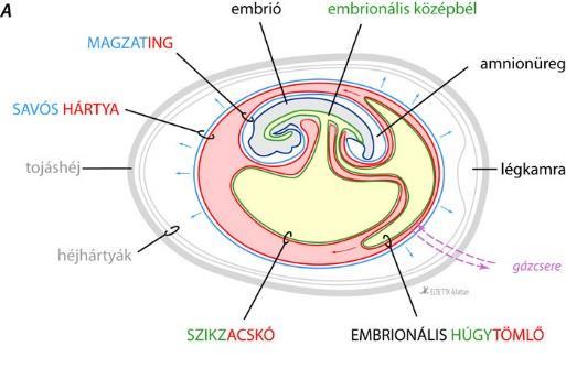 3.3.2 A chorioallantois membránt felhasználó organotipikus tesztek A tyúkembrió a fejlődésének és az életfolyamatainak biztosításához extraembrionális hártyákkal rendelkezik, amelyek: a sziktömlő, az