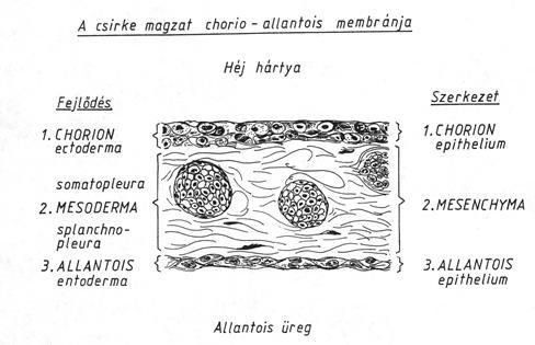 6. ábra: A chorioallantois membrán szerkezete (Fáncsi és Fehér, 1978) A chorioallantois membrán a biológiai és tumor kutatásokban már hosszabb ideje részt vesz (Beveridge és Burnet, 1946).