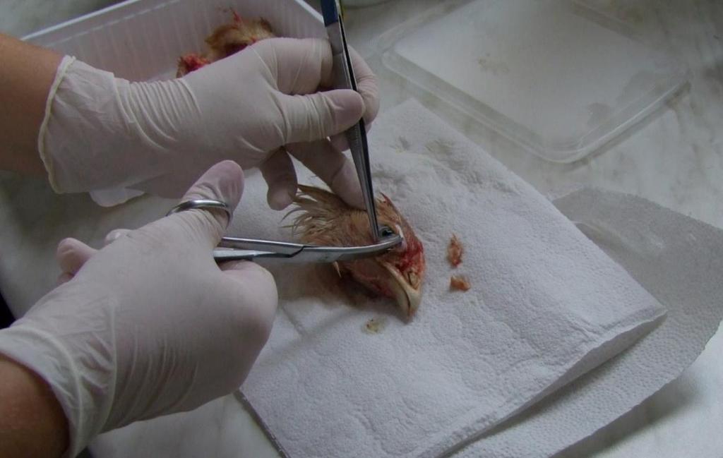 néhány másodperc eltelte után 20 ml fiziológiás sóoldat segítségével lemostam.