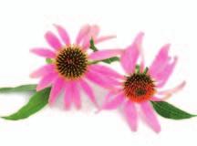 A lehető legmagasabb szilimarin tartalmú étrend-kiegészítő Bioextra Sylimarin 1/2 GYÓGYSZEREK ÉS ÉTREND-KIEGÉSZÍTŐK HAZAI GYÁRTÓJA A Májbetegekért Alapítvány ajánlásával ajánlásával AZ
