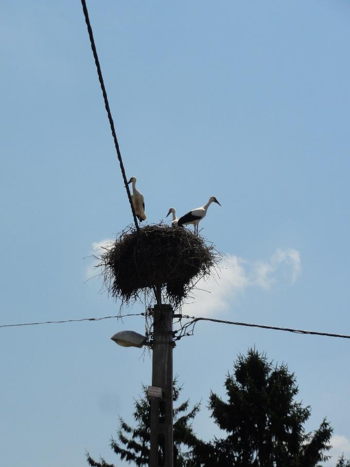 A komp felé, a közút mellett gólyafészeket