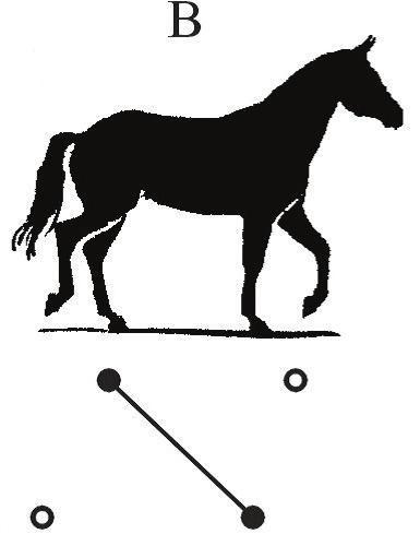 Biomechanica Hungarica IX. évfolyam, 1. szám nézetben) ábrázoltunk.