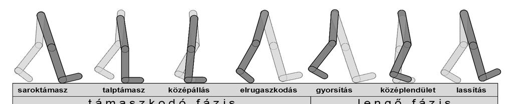 2. ábra: A járási ciklus (CSERNÁTONY, 2009) 3.1.1. A gyermekek járása A gyermekek járása életszakaszonként változik, és jellegében jelentősen különbözik a felnőtt járástól.