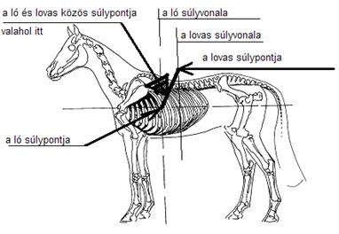 jármódot különböztetünk meg, melyek a lépés, az ügetés és a vágta. A jármódok között felsorolható még a poroszkálás, a galopp, az ugrás, az úszás és a tölt (BEDŐ és mtsai, 1995).