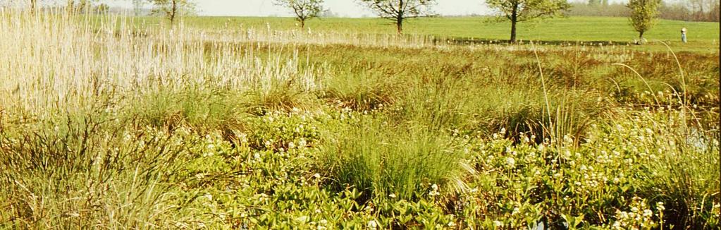 fajai: Rumex palustris (3 4 V) 61%-os borítási átlaggal, Oenanthe aquatica (2 V) 11,5%-os borítási átlaggal, Rorippa amphibia (1 2 V) 9%-os borítási átlaggal, Myosoton aquaticum (1 2 V), Galium