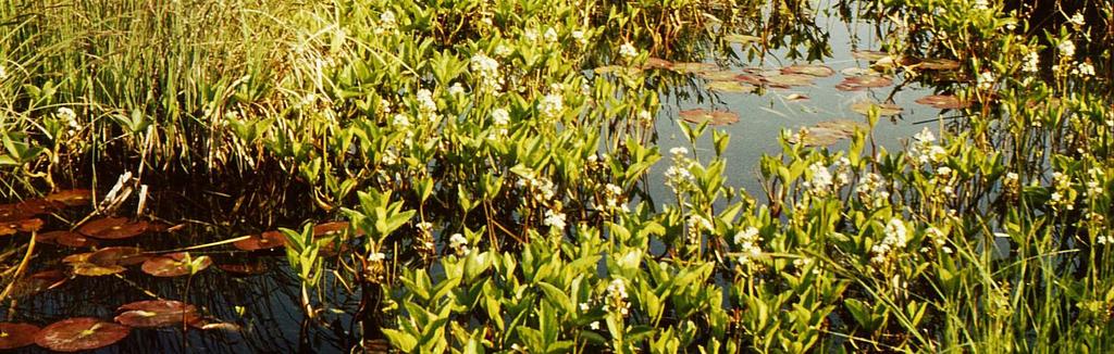 Akcidens fajok: Apera spica-venti, Ambrosia artemisia, Arctium lappa, Bromus sterilis, Galium aparine, Poa trivialis, Persicaria lapathifolia, Vicia cracca és Vici sativa.