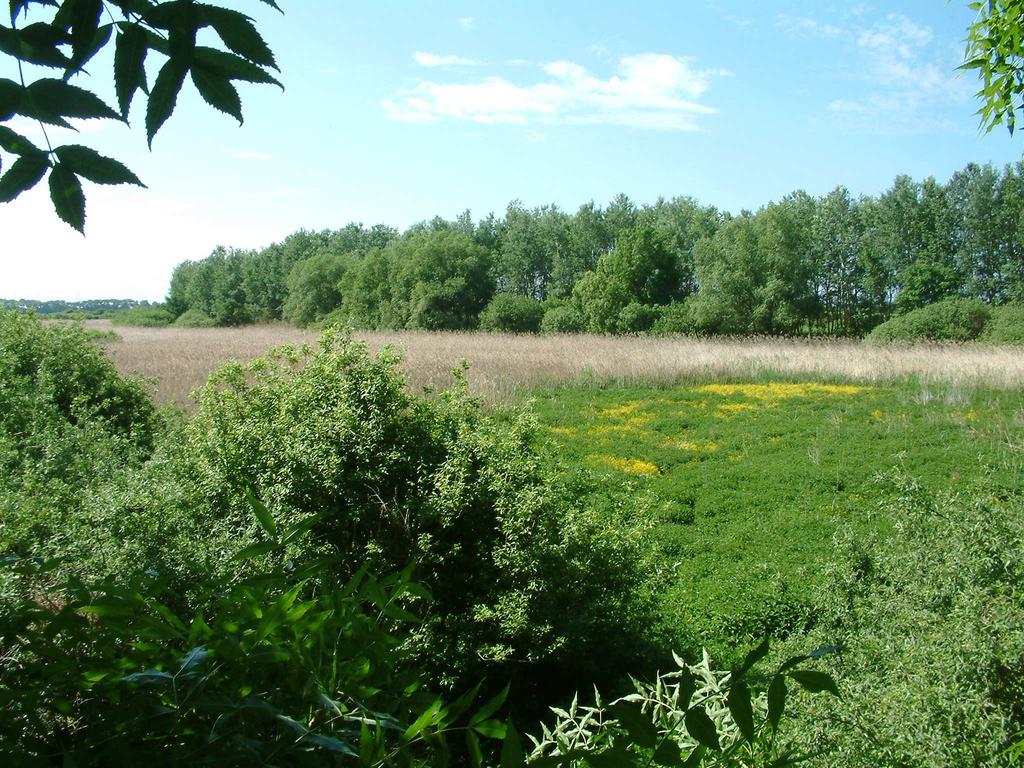 es, nedvesebb részét a Rorippa amphibia 62%, Cirsium arvense 15%, Myosoton aquaticum 3%, Urtica dioica 2% és Alopecurus aequalis 1%-os értékkel borította.