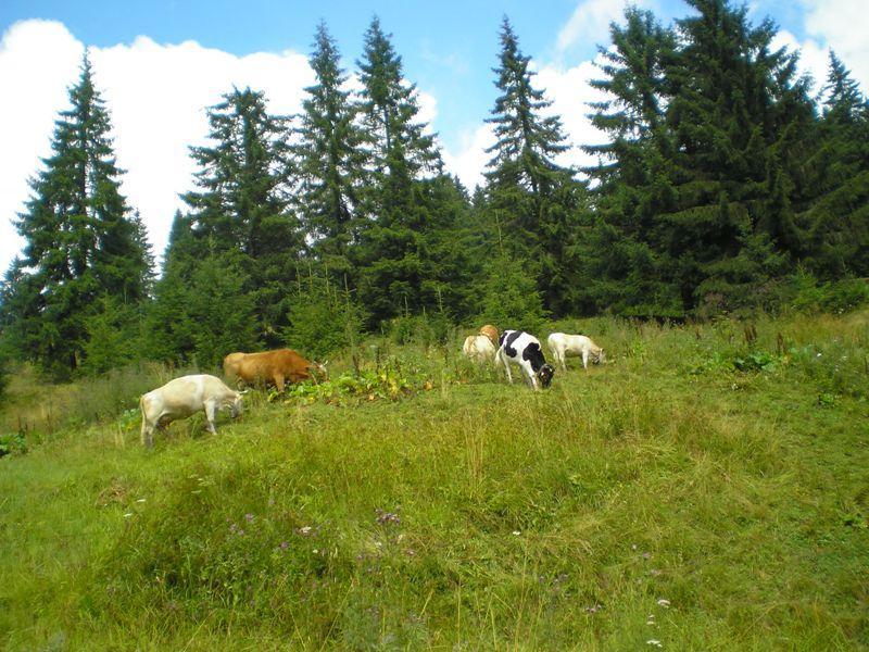 bányászat, erdőirtás) A Fenyves-tetői