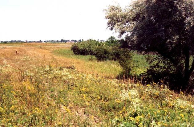 Tornyi-domb előtti ártér szürke marha legelője