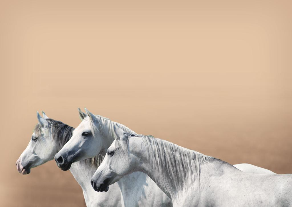 Bábolna Standard Takarmánykeverék Bábolna HP Takarmánykeverék Fontos a lovak mindenkori terhelésének megfelelő takarmányozás, mivel az alultápláltság, és az elzsírosodás jelentős problémákat okozhat.