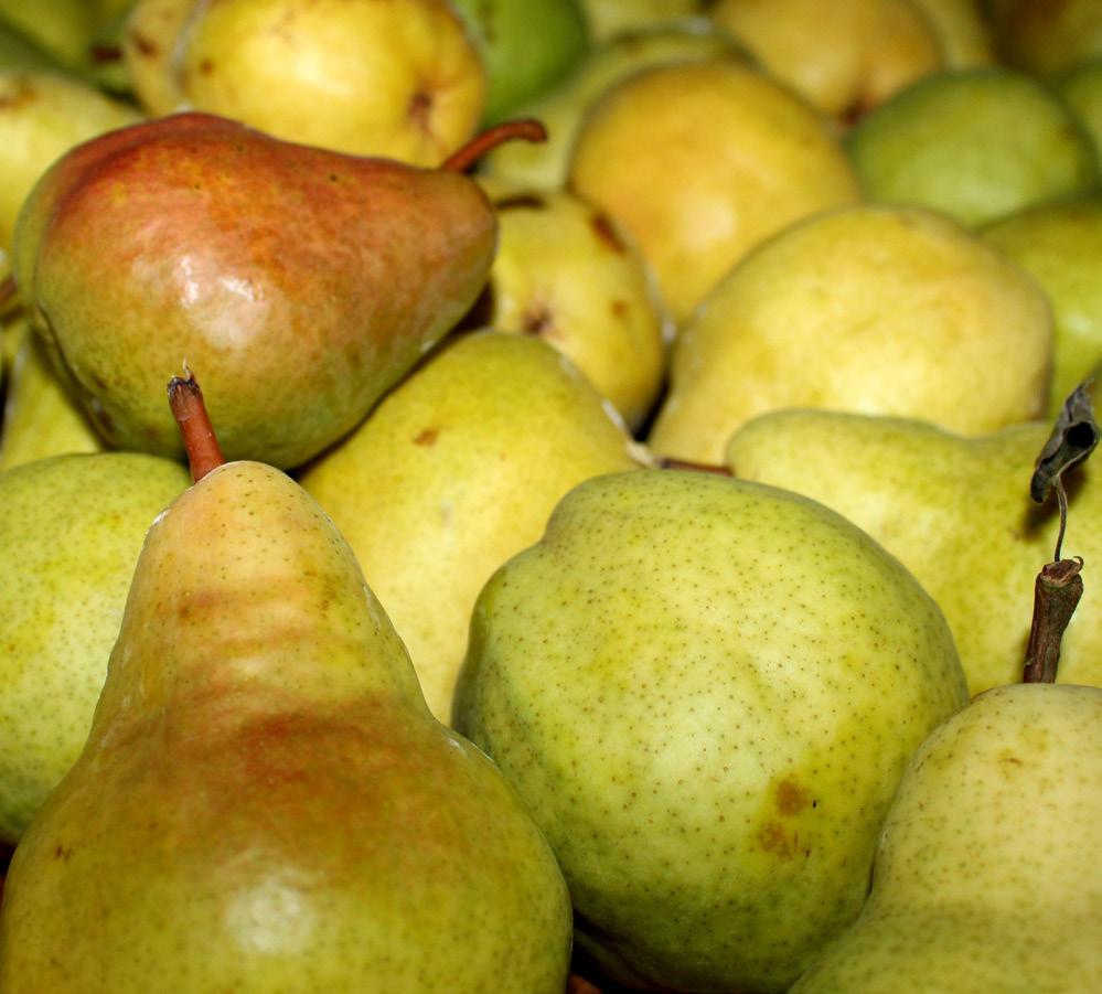 Hímes u. 3.). A megszokott hazai választékban lassan megtalálhatók lesznek a több hónapig elálló zöldségek és gyümölcsök. Egyre nagyobb keletje lesz a vitamindús savanyúságoknak és csíráknak.