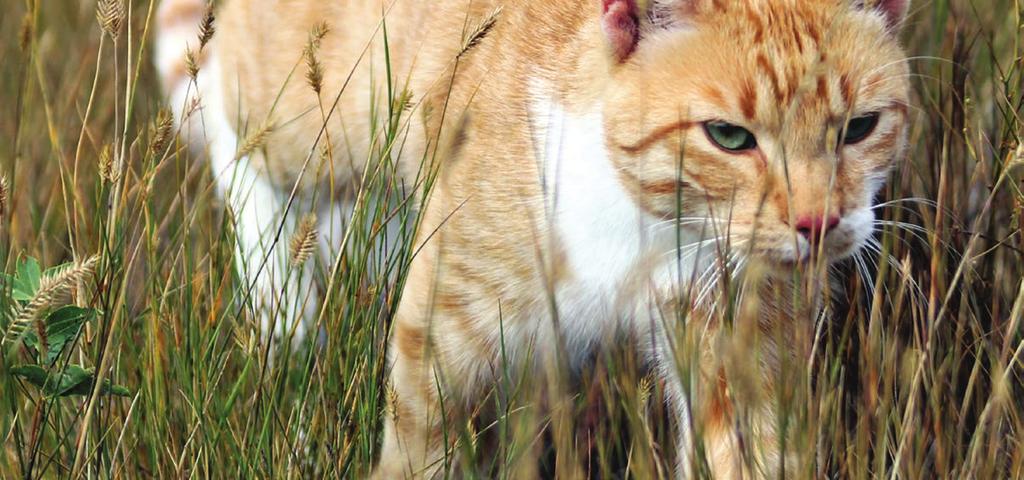 BIOLOGICALLY APPROPRIATE 5 ALACSONY SZÉNHIDRÁT ÉS KALÓRIA NEM TARTALMAZ GABONÁKAT, BURGONYÁT, TÁPIÓKÁT ÉS KEMÉNYÍTŐS ÖSSZETEVŐT, EZÉRT A SZÉNHIDRÁTOK MENNYISÉGE MAX.