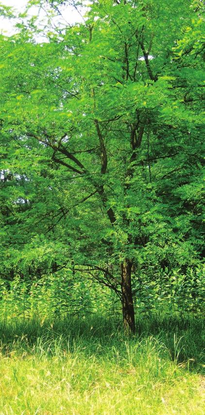 Akácosok Akác (Robinia pseudoacacia) Az akác 20-25 m magasra növő fa. Törzse durván barázdált, ágai tövisesek. Lombozata világoszöld, a napfényt jól átengedi.