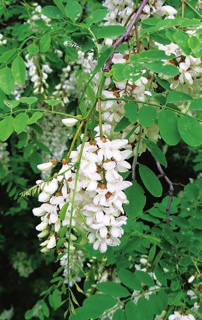 Az akác, mint magyar fa Az akác (Robinia pseudoacacia) illatos virágaiból értékes méz készül A fehér akác Észak-Amerika keleti részének erdeiből származik, ahol nincs komoly ipari jelentősége.