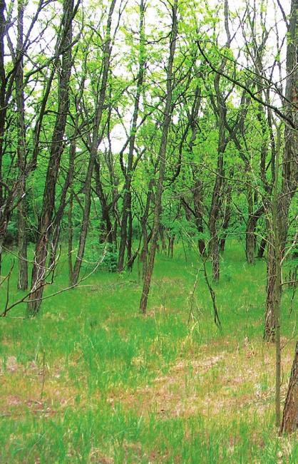 Akácosok Az akácosok hátrányai természetvédelmi és közjóléti szempontból Az akácosok természetvédelmi szempontból nem tekinthetők valódi erdőnek.
