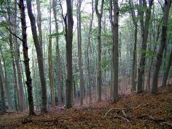 hu/biologia/magyarorszag-080905-154 Hazai fás társulások Magyarország a mérsékeltövi lombhullató erdők biomjához tartozik, így a természetes szukcesszió zárótársulása általában valamilyen erdő.