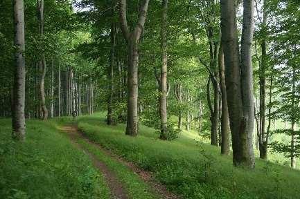 Fenyvesek Tatárjuharos-lösztölgyes Az alföldi erdős sztepp maradványai.