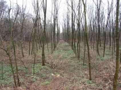 pajzsika, nagy csalán. http://www.terra.hu/haznov/htm/phyllitidi-aceretum.html Telepített erdők Az elpusztult természetes erdők helyén találhatók.
