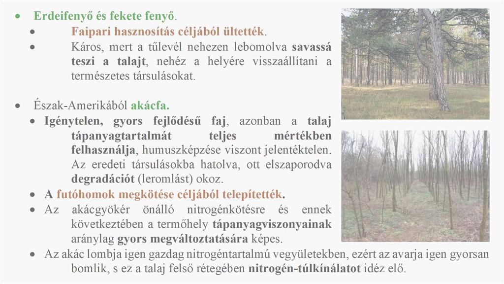 Káros, mert a tűlevél nehezen lebomolva savassá teszi a talajt, nehéz a helyére visszaállítani a természetes társulásokat. Észak-Amerikából akácfa.