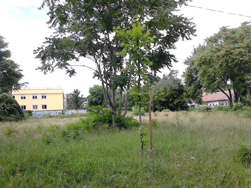 Király