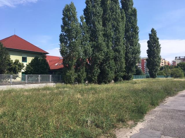 Cinkotai
