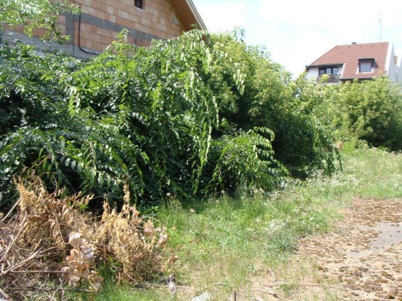 Erzsébet királyné útja és Szatmár utca A szórvány összterülete: 2036 m 2