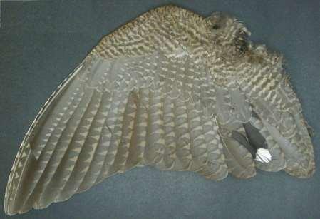 és 2012-es évek metodikáját követve három kategóriába soroltan (melanisztikus, normál (vad) színű, flavisztikus) közöljük a hazánkon tavasszal keresztülvonuló erdei szalonkák szín- és