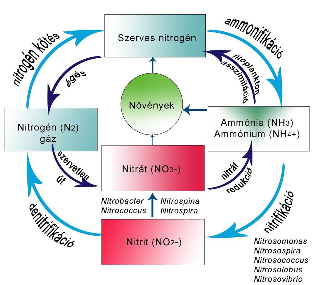 Nitrogén körforgás Nitrogén-kötéssel indul a folyamat.