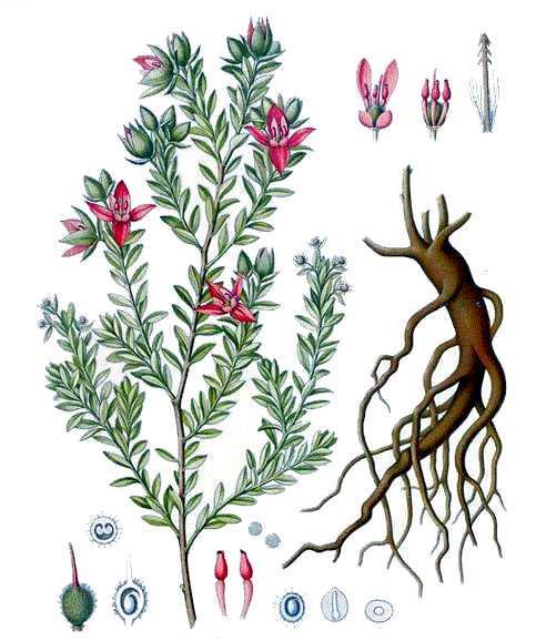 RATANHIAE RADIX - ratanhia gyökér (Ph. Hg. VIII.) Krameria triandra Ruiz et Pavon (Krameriaceae) (syn. K. lappacea (Domb.) Burd & Simp.