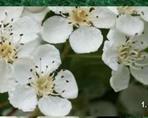 ) Virágzat: dúsvirágú bogas sátor.