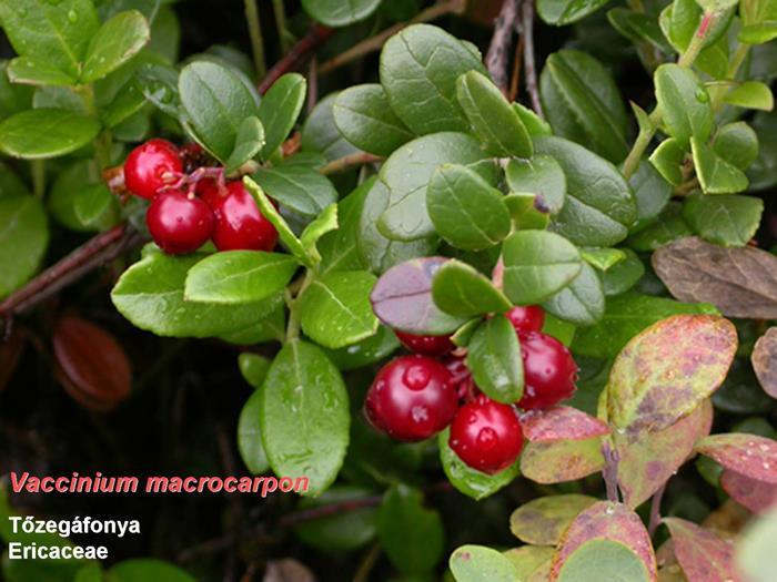 VACCINIAE MACRCARPI FRUCTUS - nagybogyós áfonya termés Vaccinium macrocarpon Aiton (Ericaceae) Az Egyesült Államok északi részén és Kanadában őshonos, a tőzeglápot és a magaslati erdőket kedvelő
