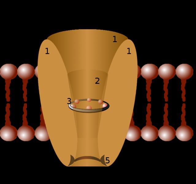 Egy ioncsatorna funkcionális szerkezete 1 csatorna domének (tipikusan csatornánként 4 db) 2 külső vesztibula 3 szelektivitás