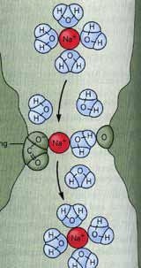 csak egy-két atomnyi széles és szelektív a rá specifikus ionra (Na +, H +, K + ).