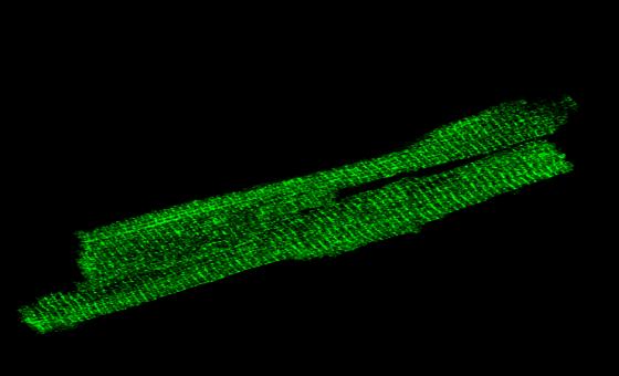 Sejtszintű Ca 2+ i mérés alapelvei Photon voltage converter Computer Emitted light Cardiomyocyte