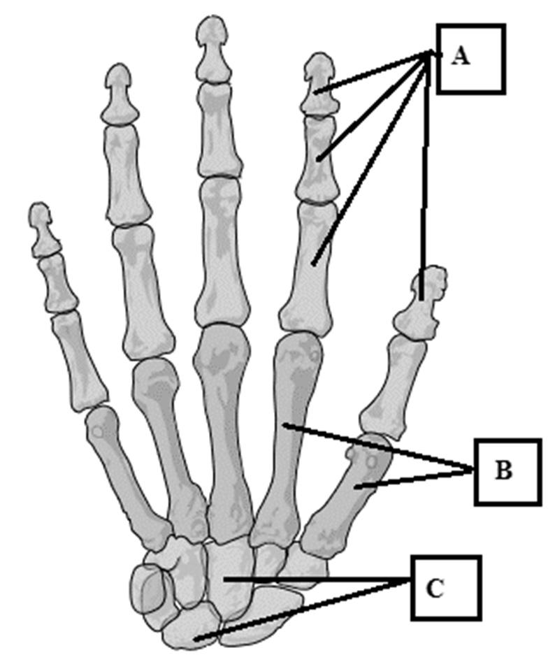 9. A kéz csontjai és ízületei 5 pont Tanulmányozza alaposan a kéz csontjait ábrázoló képet! A) Nevezze meg az ábra alapján a betűvel jelölt csontokat! Forrás: https://commons.wikimedia.