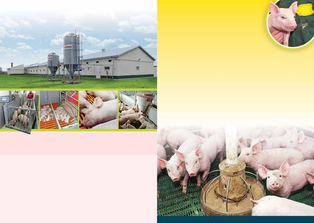 emeli, hozzájárulva a sertéstartók versenyhelyzetének javításához. Az Agrofeed Kft.