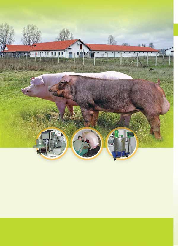 Mesterségesen és természetesen fedező kanok takarmányozása és elhelyezése Mesterségesen és természetesen fedező kanok takarmányozása és elhelyezése A tenyészkanok kondíciója és egészségügyi állapota