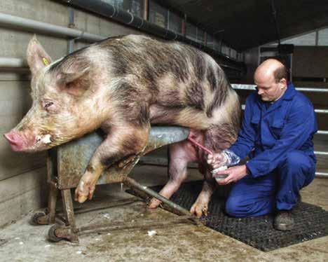 Mesterségesen és természetesen fedező kanok takarmányozása és elhelyezése Mesterségesen és természetesen fedező kanok takarmányozása és elhelyezése változtatással végrehajtani.
